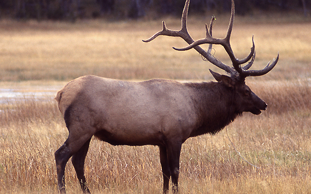 elk bull