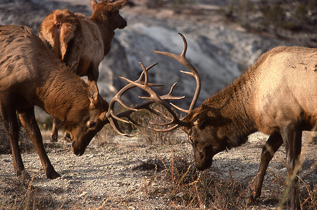 elk bulls sparring