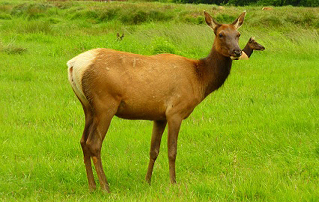 elk female