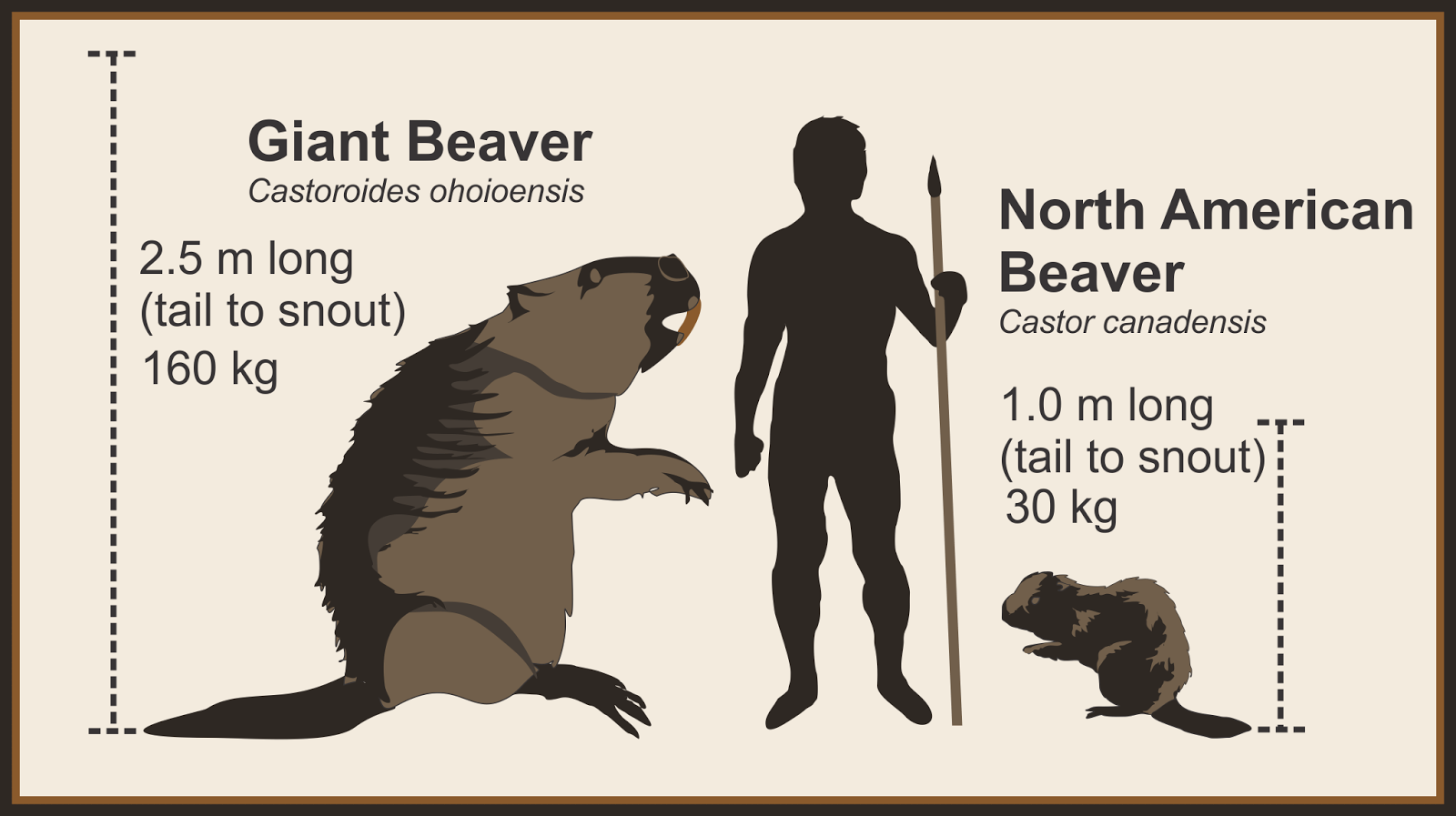 figure1-human-beaver