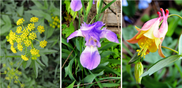 flower-triptych-1