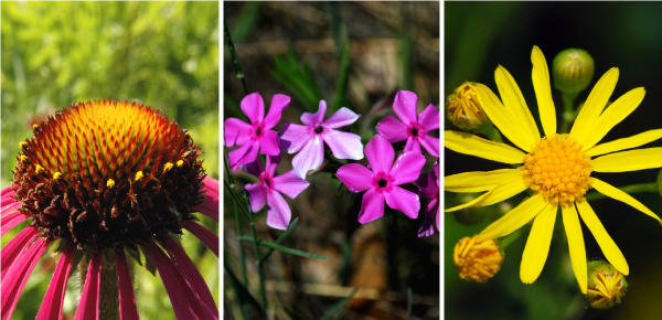 flower-triptych-2