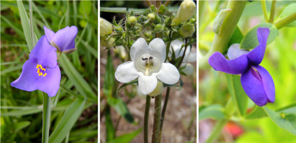 flower-triptych-3