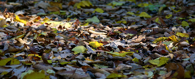 forest floor