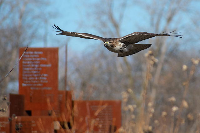 hawkbysign