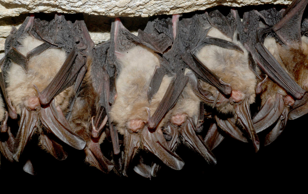 hibernating-bats