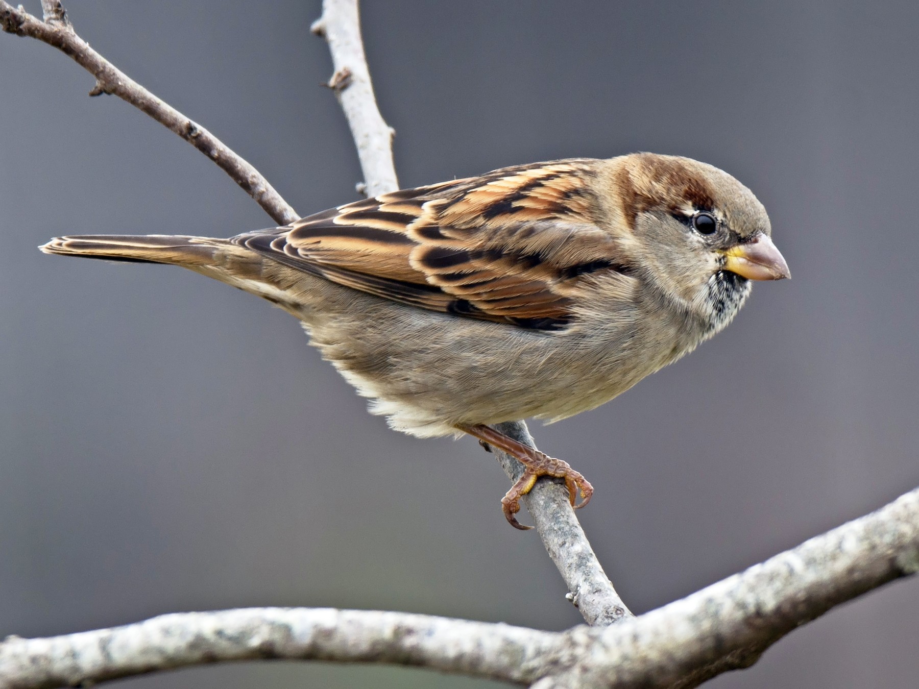 Extraordinary Wildlife in Your Backyard. Season 1, Episode I: Desperate House Sparrows