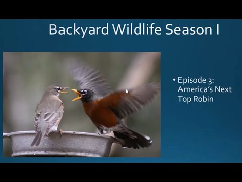 Extraordinary Wildlife in Your Backyard. Season 1, Episode III: American's Next Top Robin