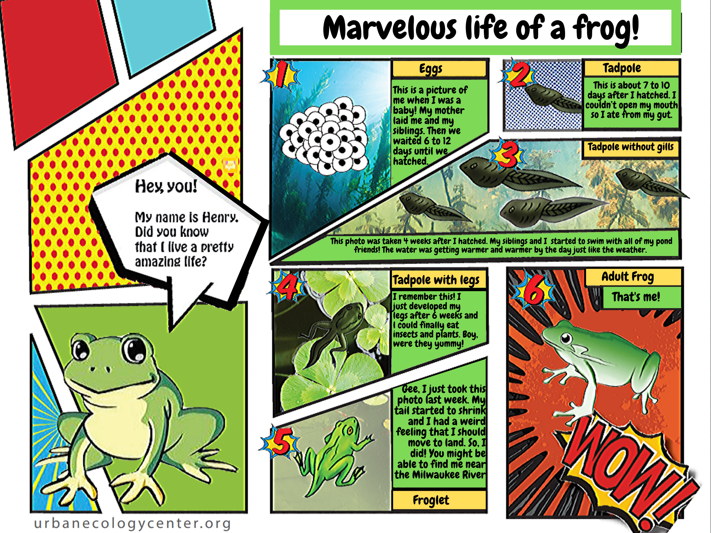 Marvelous Life of a Frog!