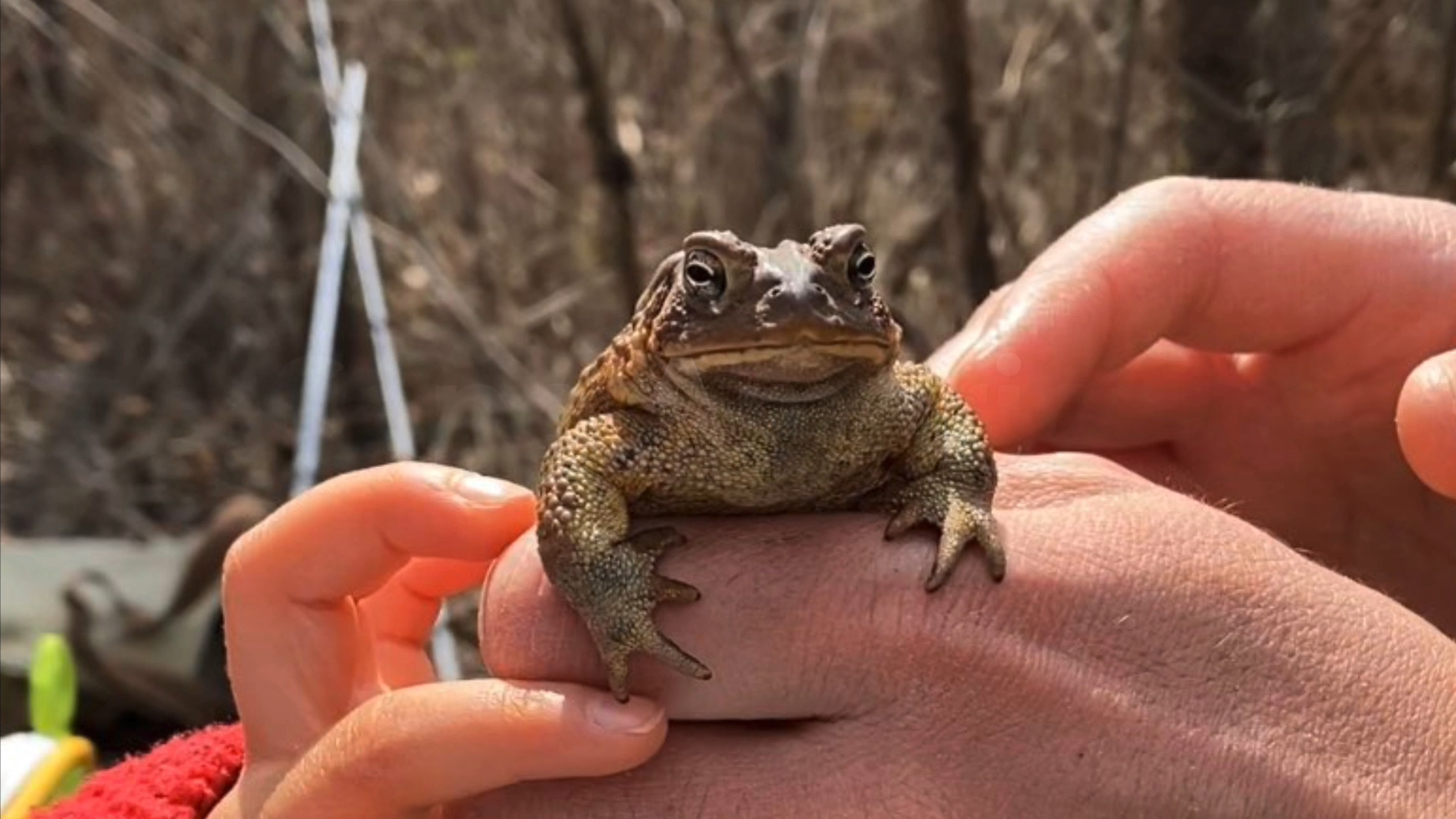 Exploring Nature: American Toad