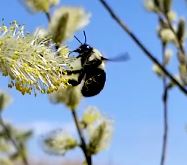 The Relationship between Queen Bees and Spring Ephemerals