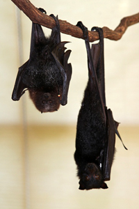 Two-fruit-bats-DZJohnson-1