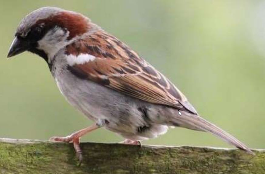 Scavenger Hunt: Common Birds