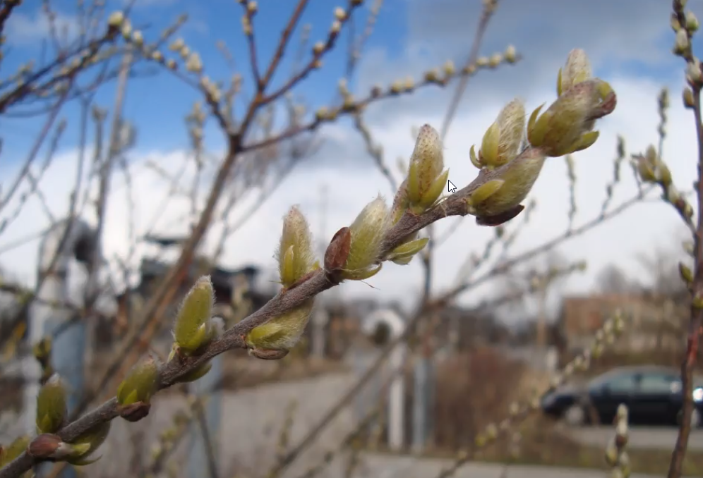 Exploring Nature: Buds
