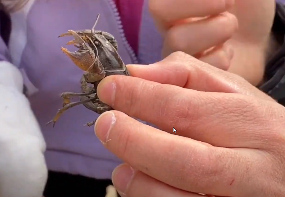 Exploring Nature: Crayfish