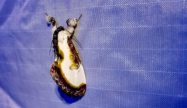 moth fest poop moth 2