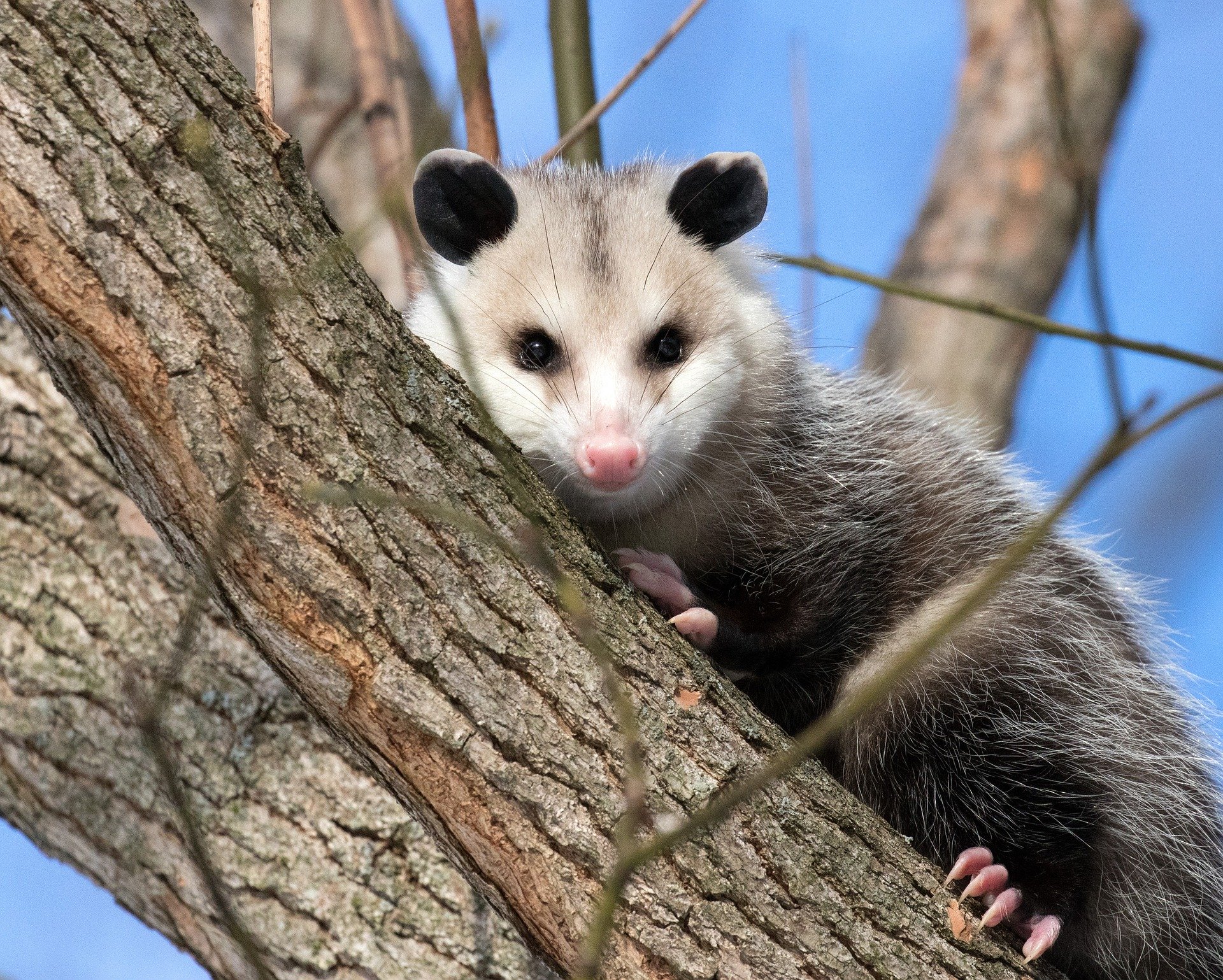 Opossum Spotlight