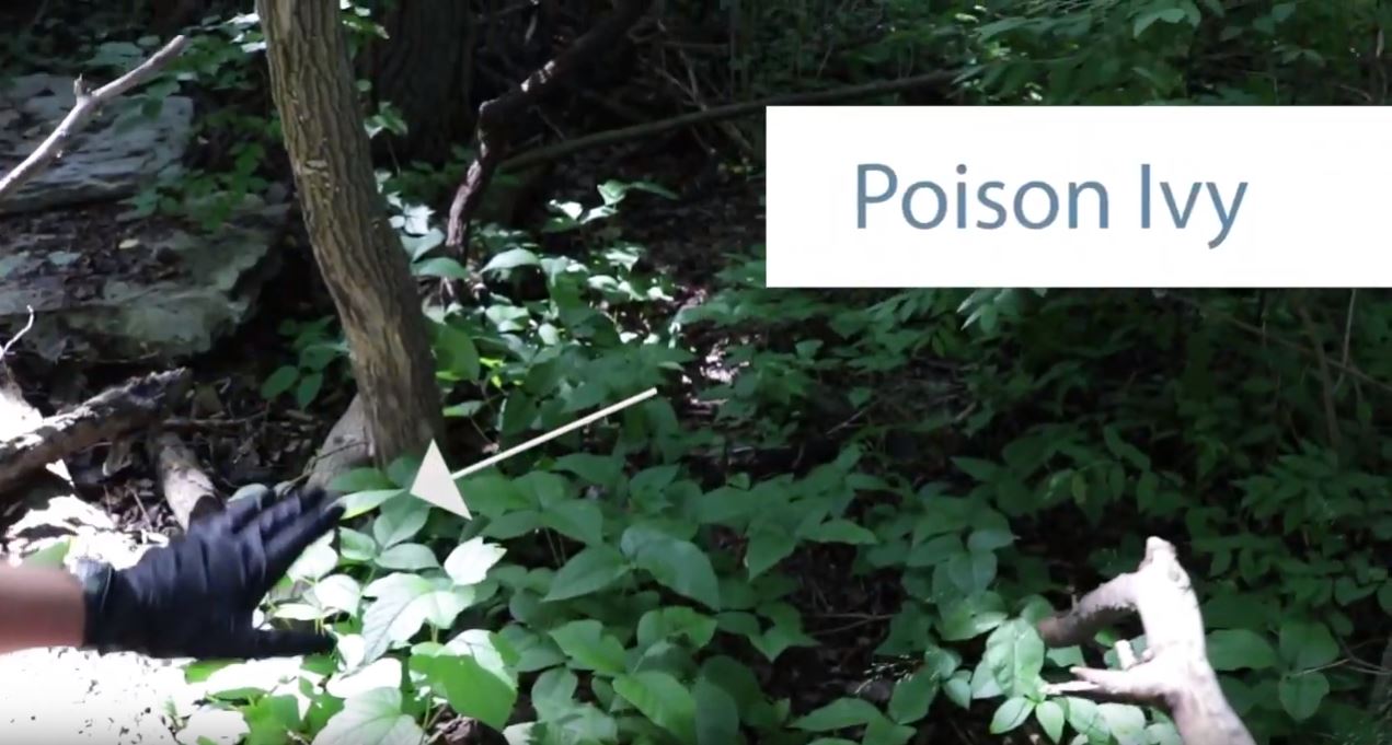 How to Identify Poison Ivy