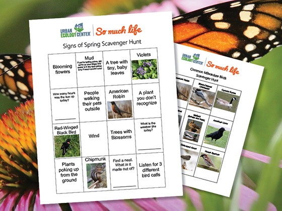 Scavenger Hunt: Signs of Spring