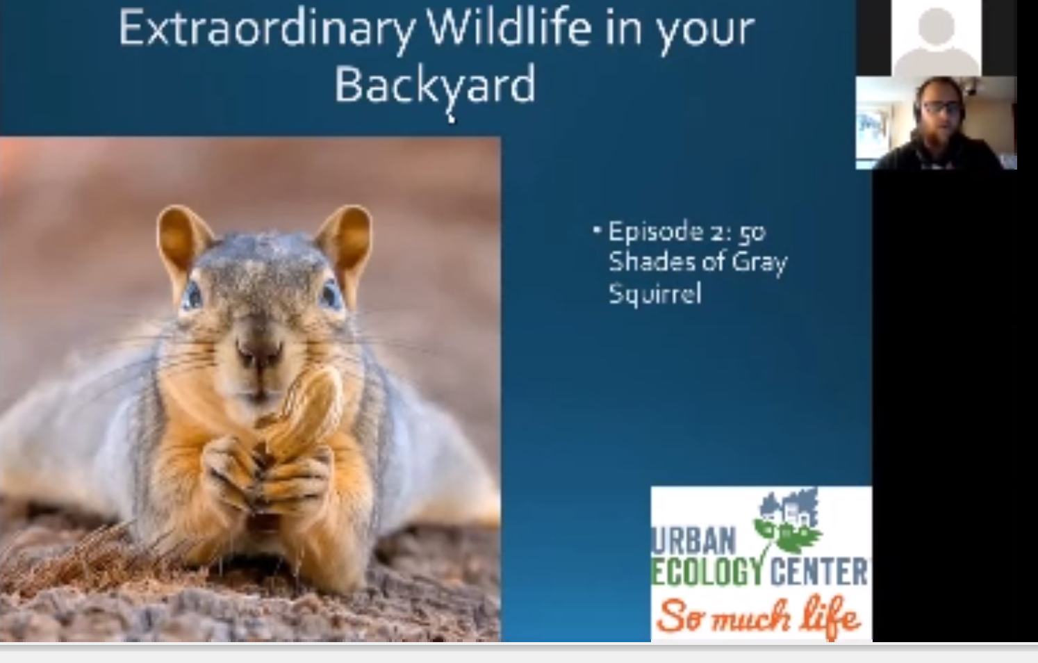 Extraordinary Wildlife in Your Backyard. Season 1, Episode II: Fifty Shades of Gray Squirrel