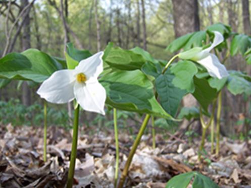 Staff Picks: Local Natural Areas to Enjoy