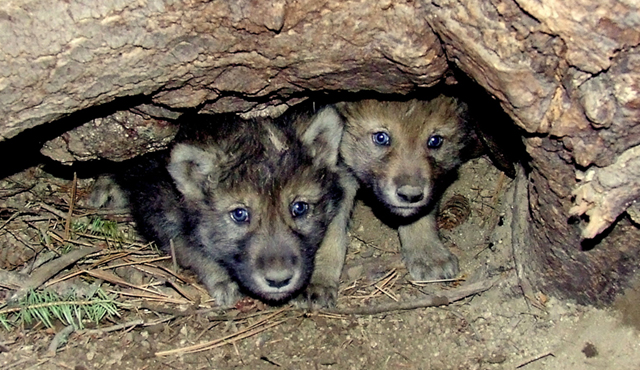 wolf pups