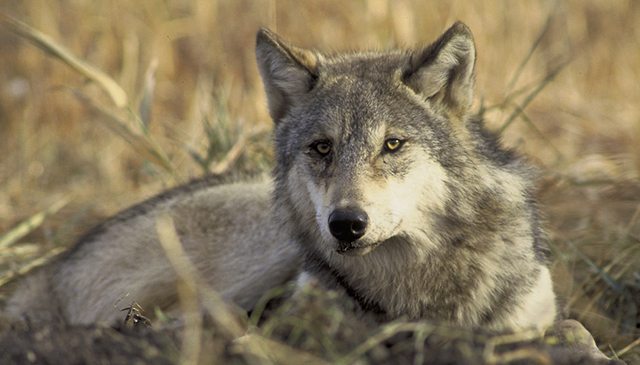 wolf repose