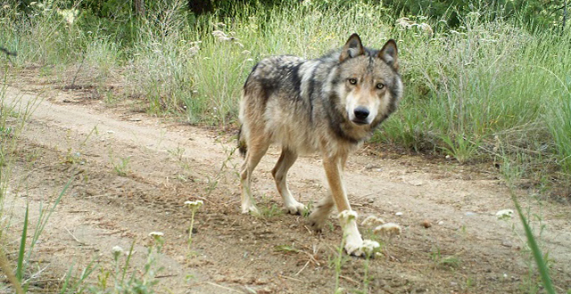 wolf walking