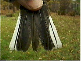 junco tail1