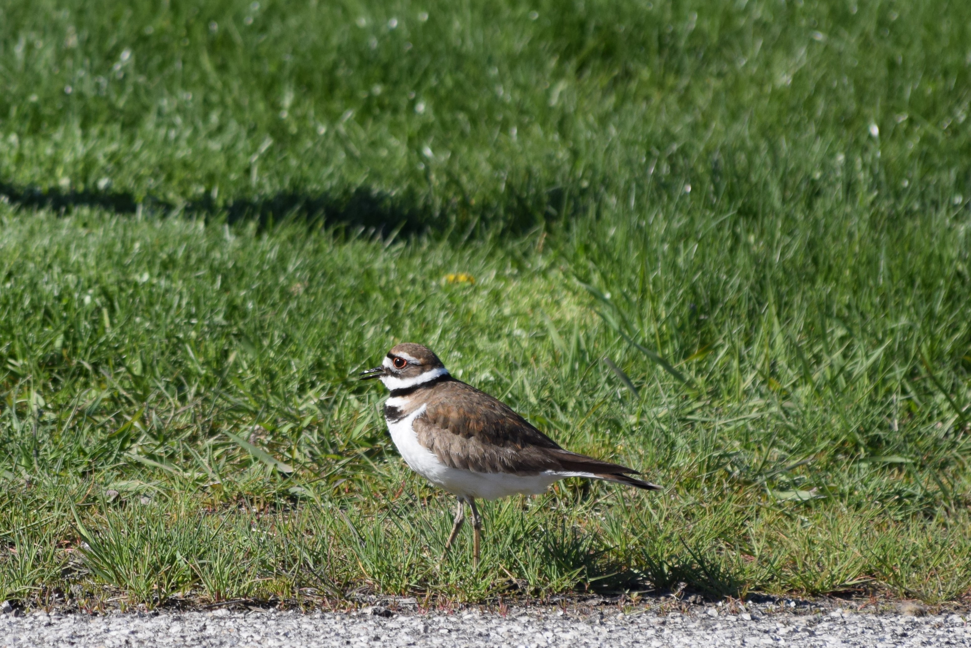 killdeer 1