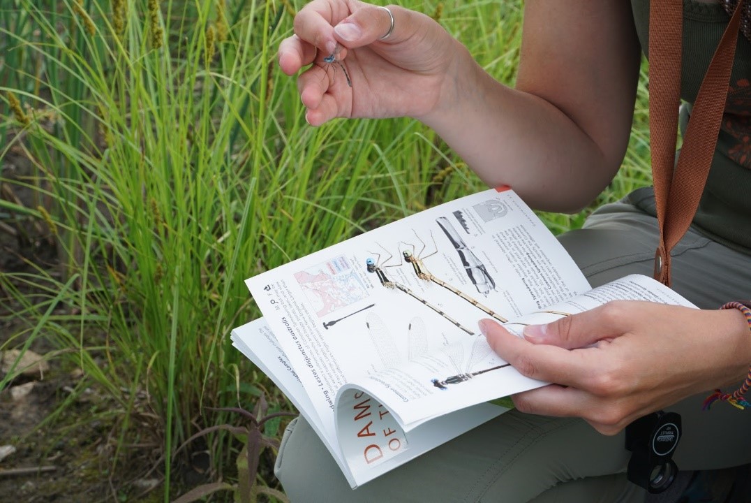 maggie identifying a dragonfly