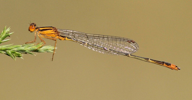 Male Orange Bluet (Enallagma signatum), photo by Dan Jackson