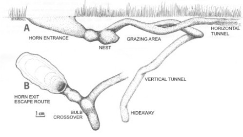 mcTUNNEL