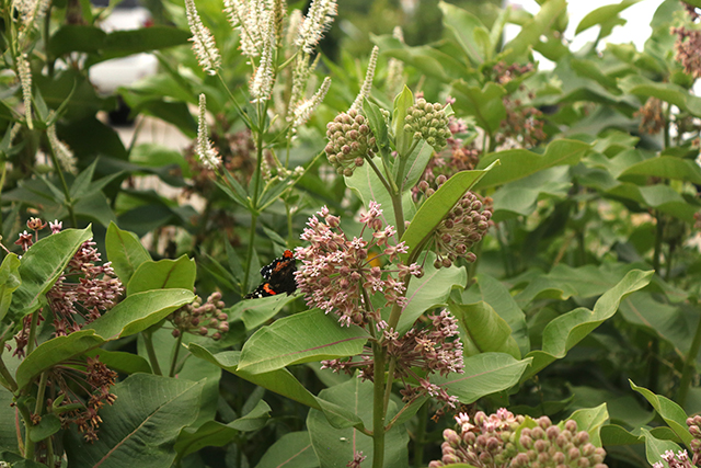 milkweed