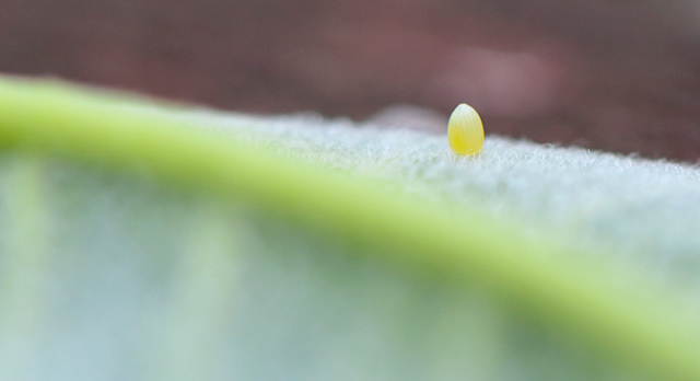 monarch egg