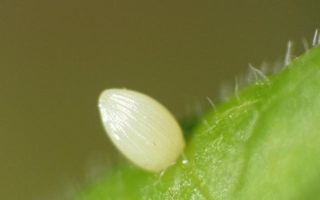 monarch egg