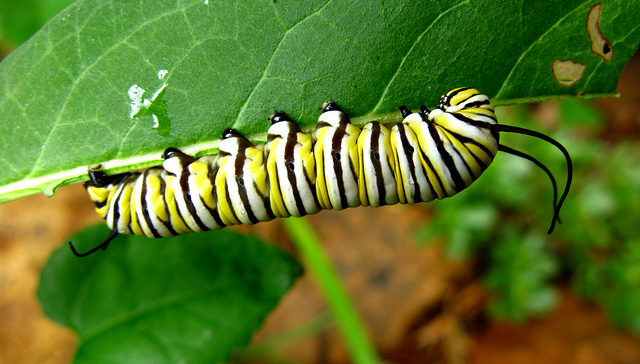 monarch larva