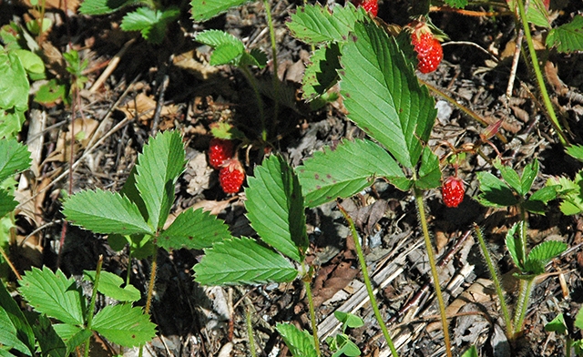 nativestrawberry blog