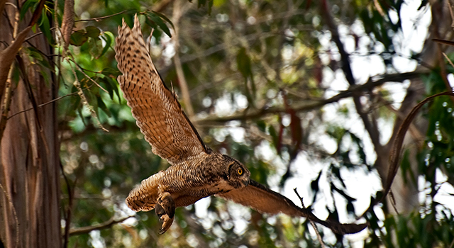 owl dinner flight Anita Ritenour