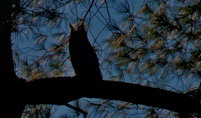 owl dusk John B blog size