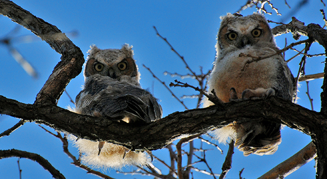 owlets UW Joshua Mayer blog size