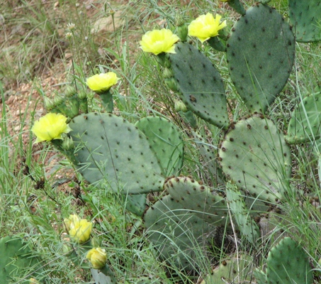 prickly pear