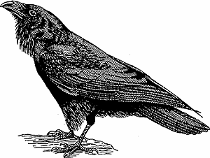 raven clipart