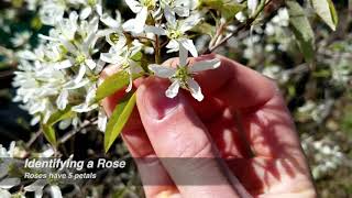 Botany Walk: Apple Serviceberry