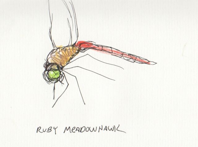 ruby-meadowlark