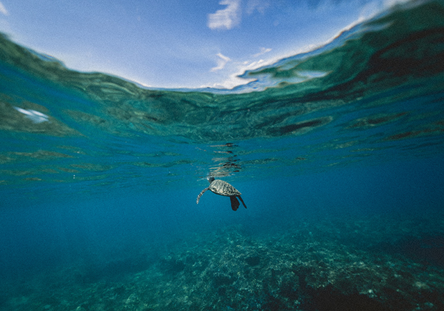 seaturtle