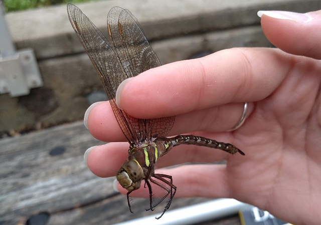 Shadow Darner (Aeshna umbrosa)