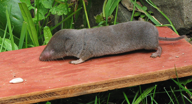 shrew blog Gilles Gonthier