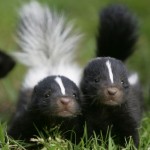 skunk babies 150x150