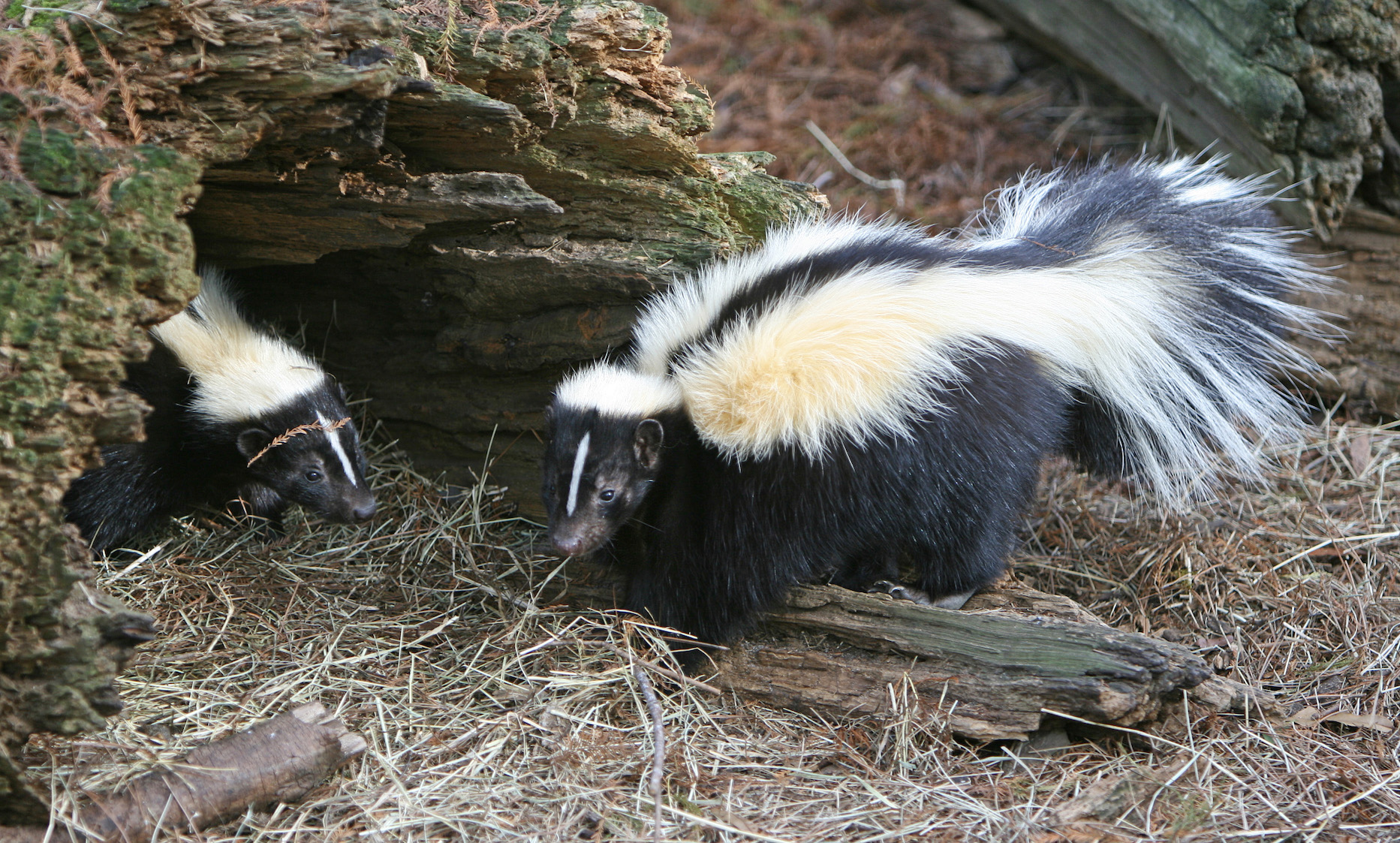 skunk burrow